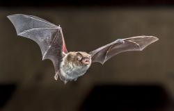 Images Tourinsoft - Chauve-souris