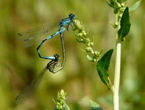 Agrion de Mercure (Coenagrion mercuriale)