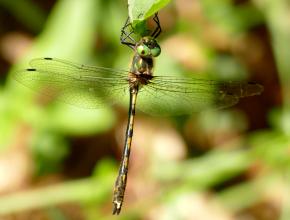 Cordulie a corps fin (Oxygastra curtisii)