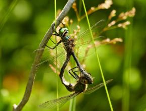 Cordulie arctique (Somatochlora arctica) sur les estives du Madres