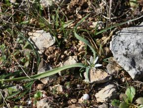 Allium chamemoly