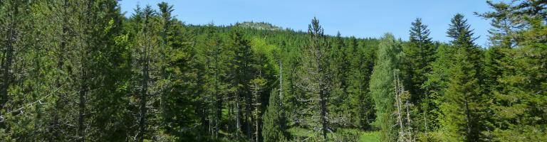 Les bois de chêne verts de l'espace naturel sensible de Bac du Pegullier
