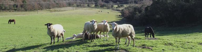 Des moutons sus la pelouse de l'espace naturel sensible de Bordegrande