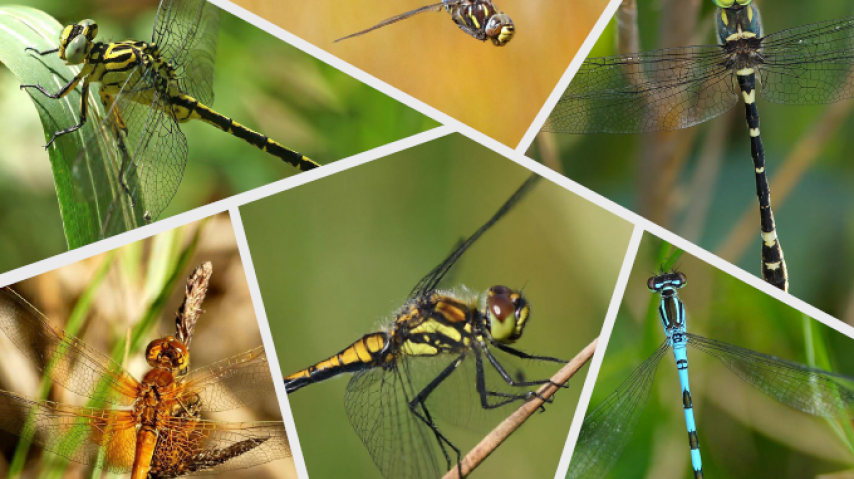 Première de couverture guide  des odonates patrimoniaux de l'Aude