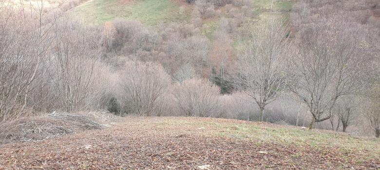 Débroussaillage de noisetiers sur la commune de la Fajolle afin de faire renaître la biodiversité